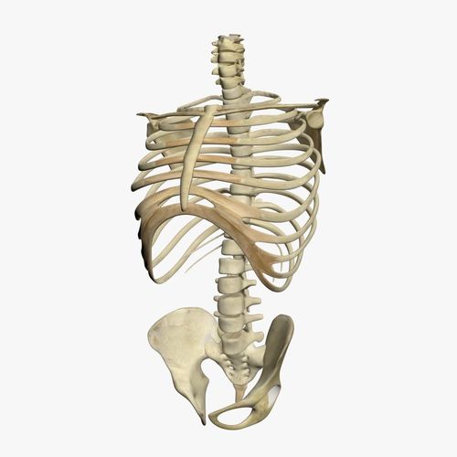 Human Skeleton Torso 3D model