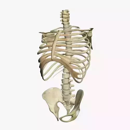 Human Skeleton Torso 3D model