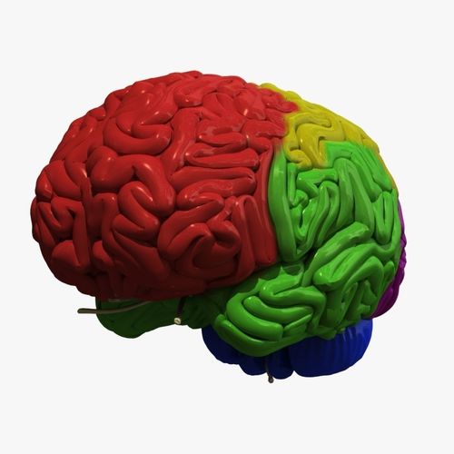 Human Brain Regions 3D model