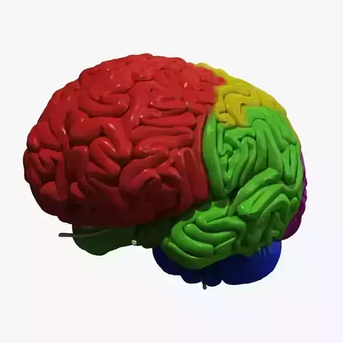 Human Brain Regions 3D model