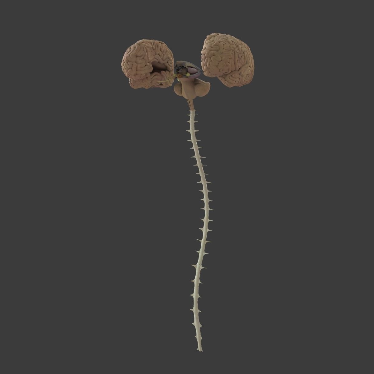 Detailed Human Brain Strucutre 3D model_18