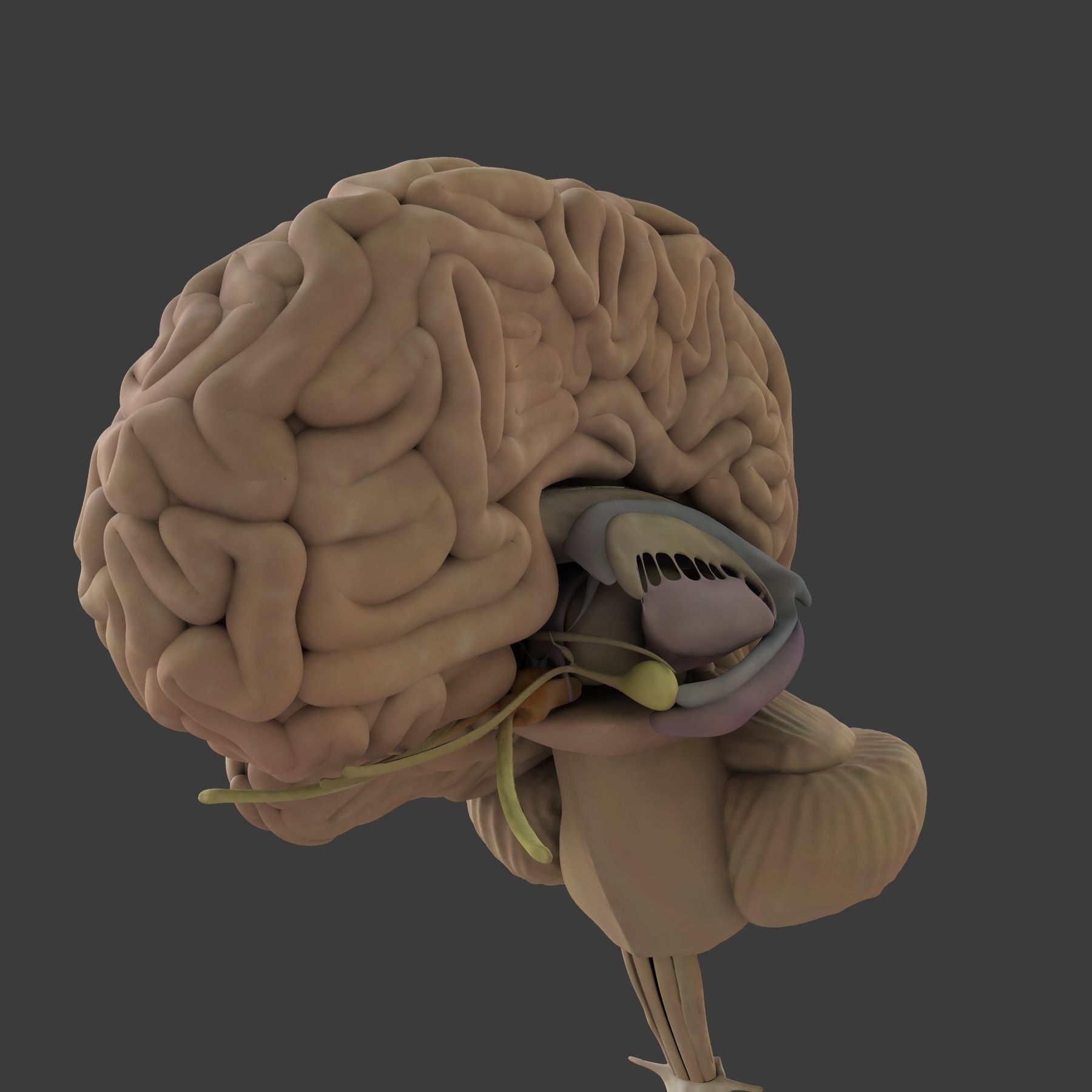 Detailed Human Brain Strucutre 3D model_2