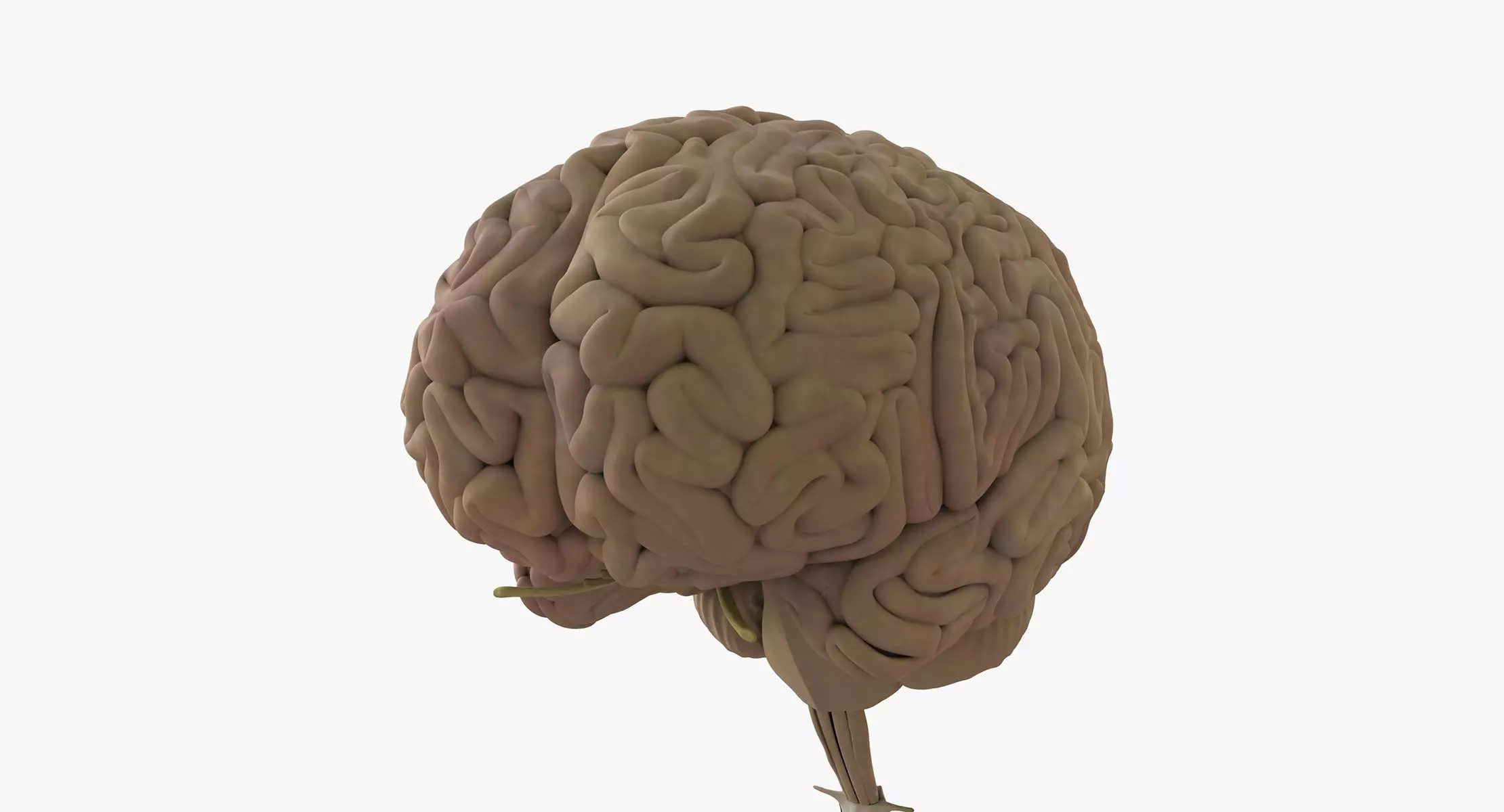 Detailed Human Brain Strucutre 3D model_0
