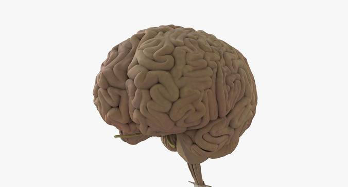 Detailed Human Brain Strucutre 3D model