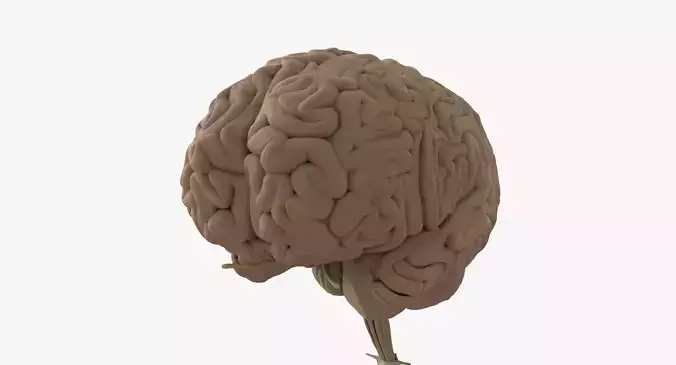 Detailed Human Brain Strucutre 3D model