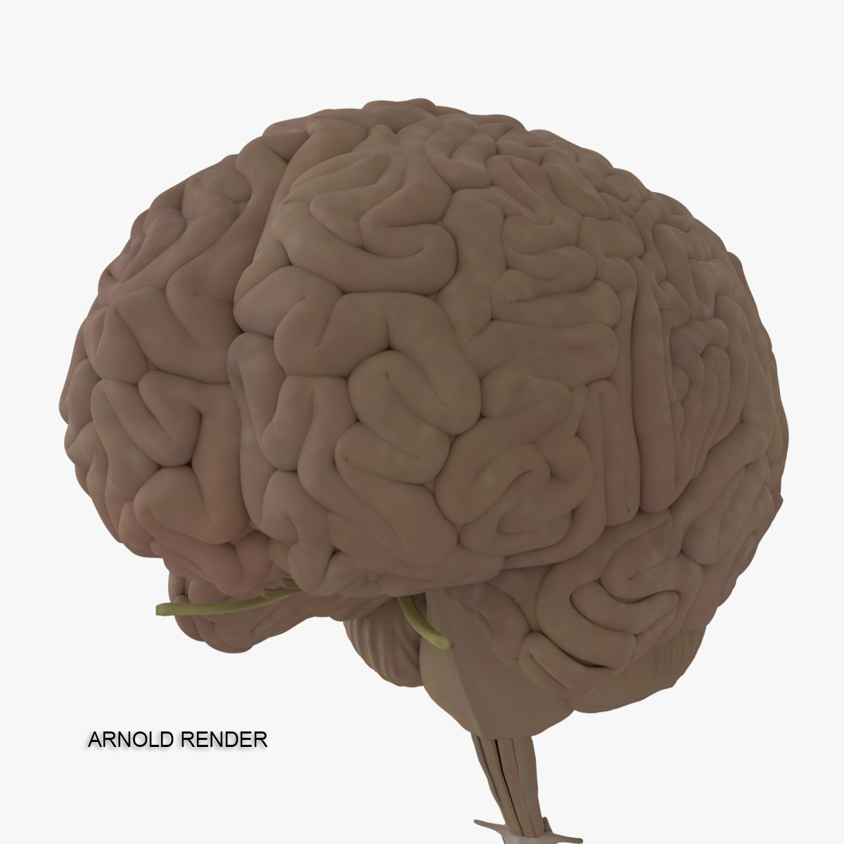 Detailed Human Brain Strucutre 3D model_20