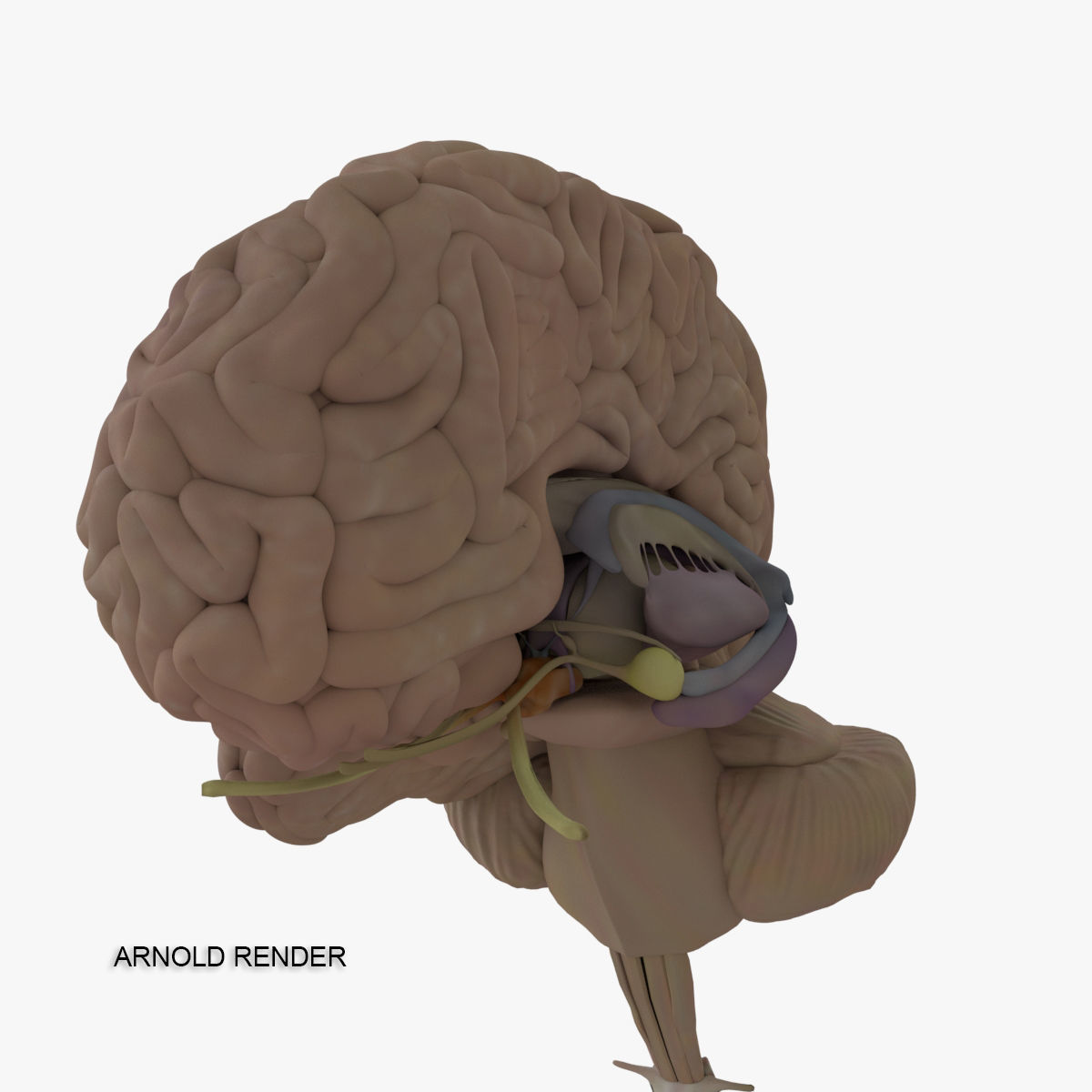 Detailed Human Brain Strucutre 3D model_21
