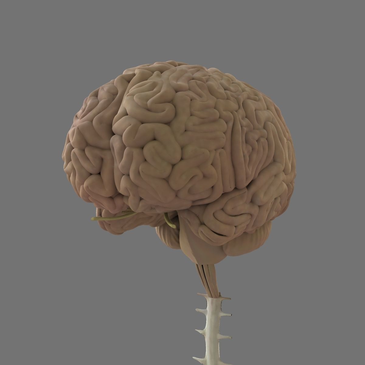 Detailed Human Brain Strucutre 3D model_4