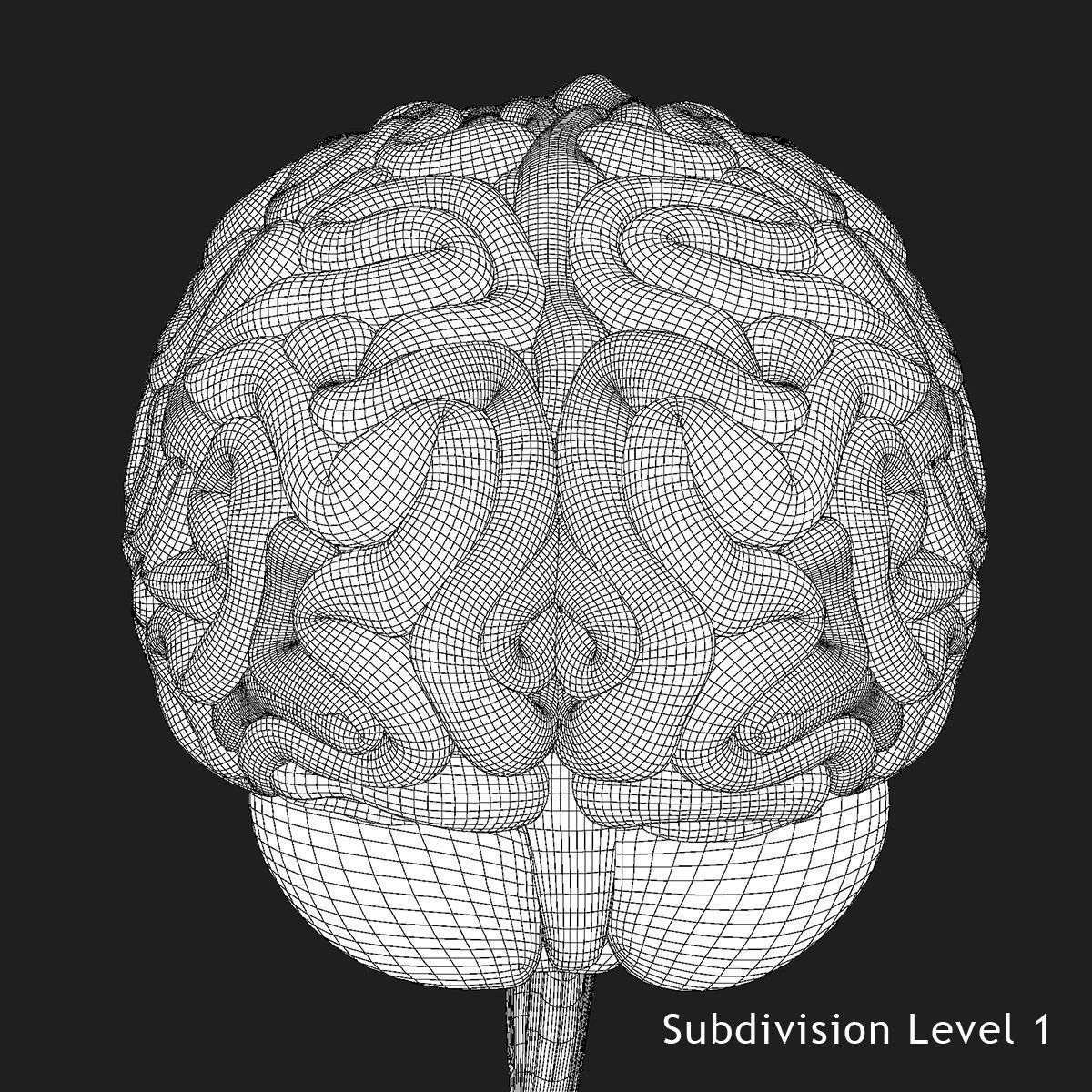 Detailed Human Brain Strucutre 3D model_32