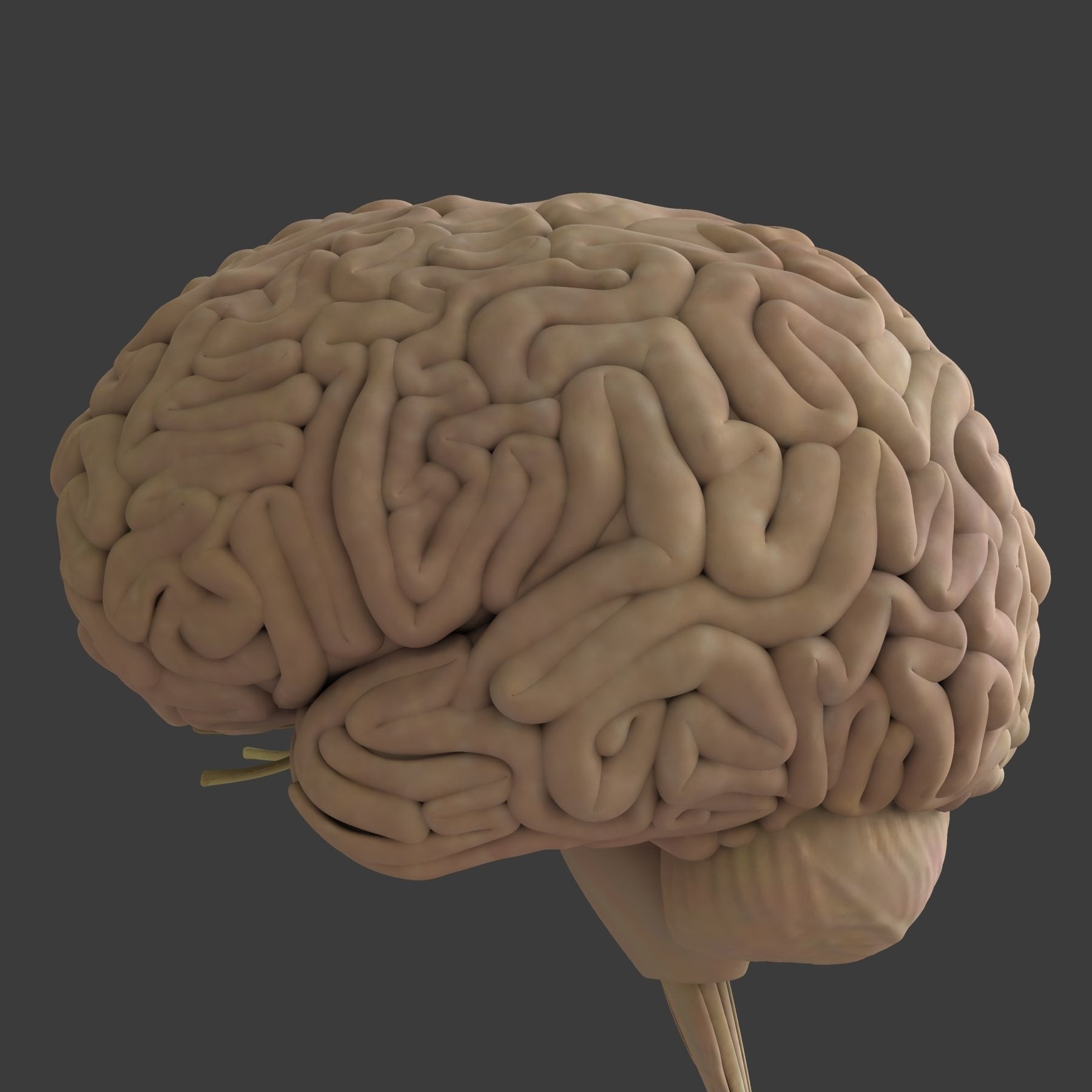Detailed Human Brain Strucutre 3D model_19