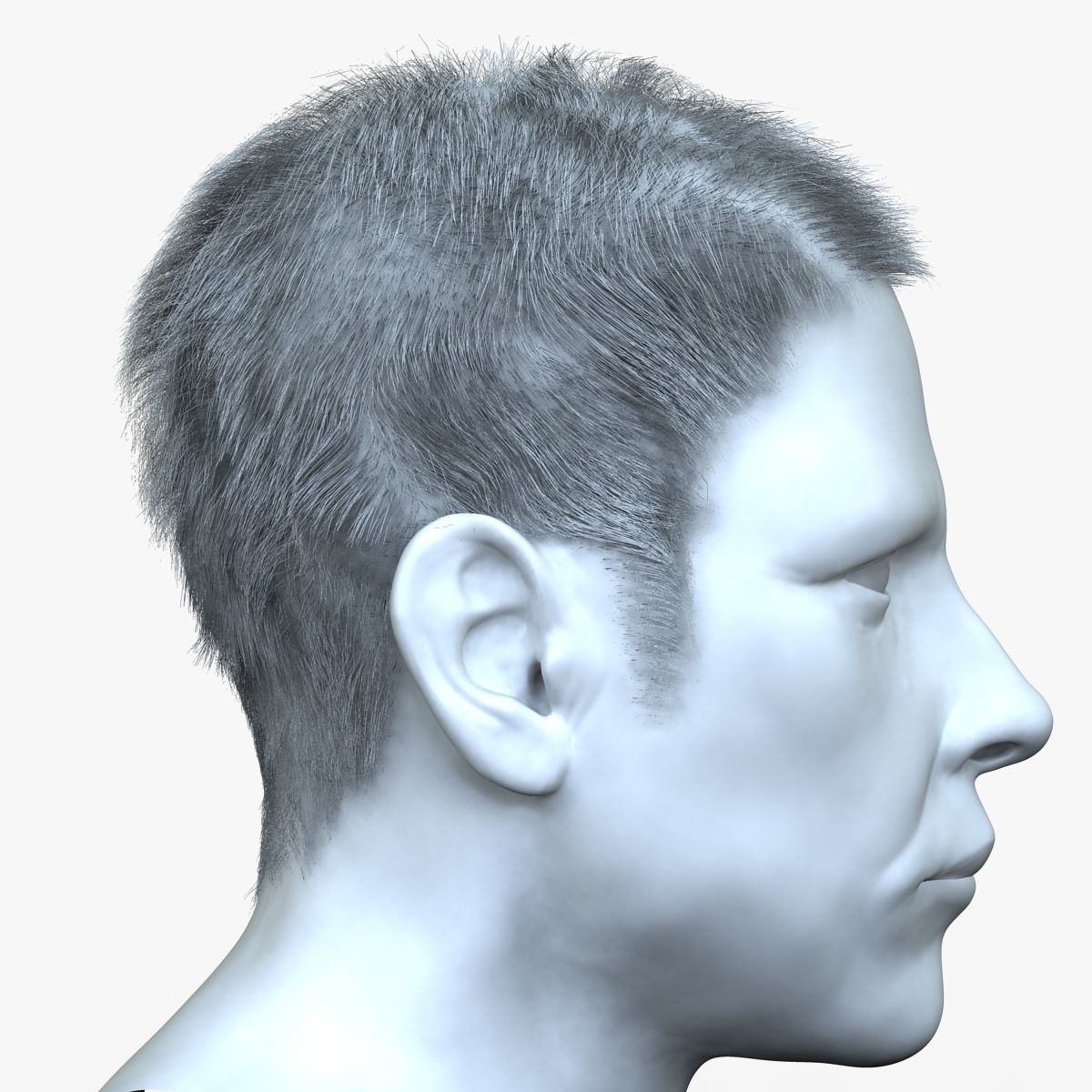 Male Hair 3D model