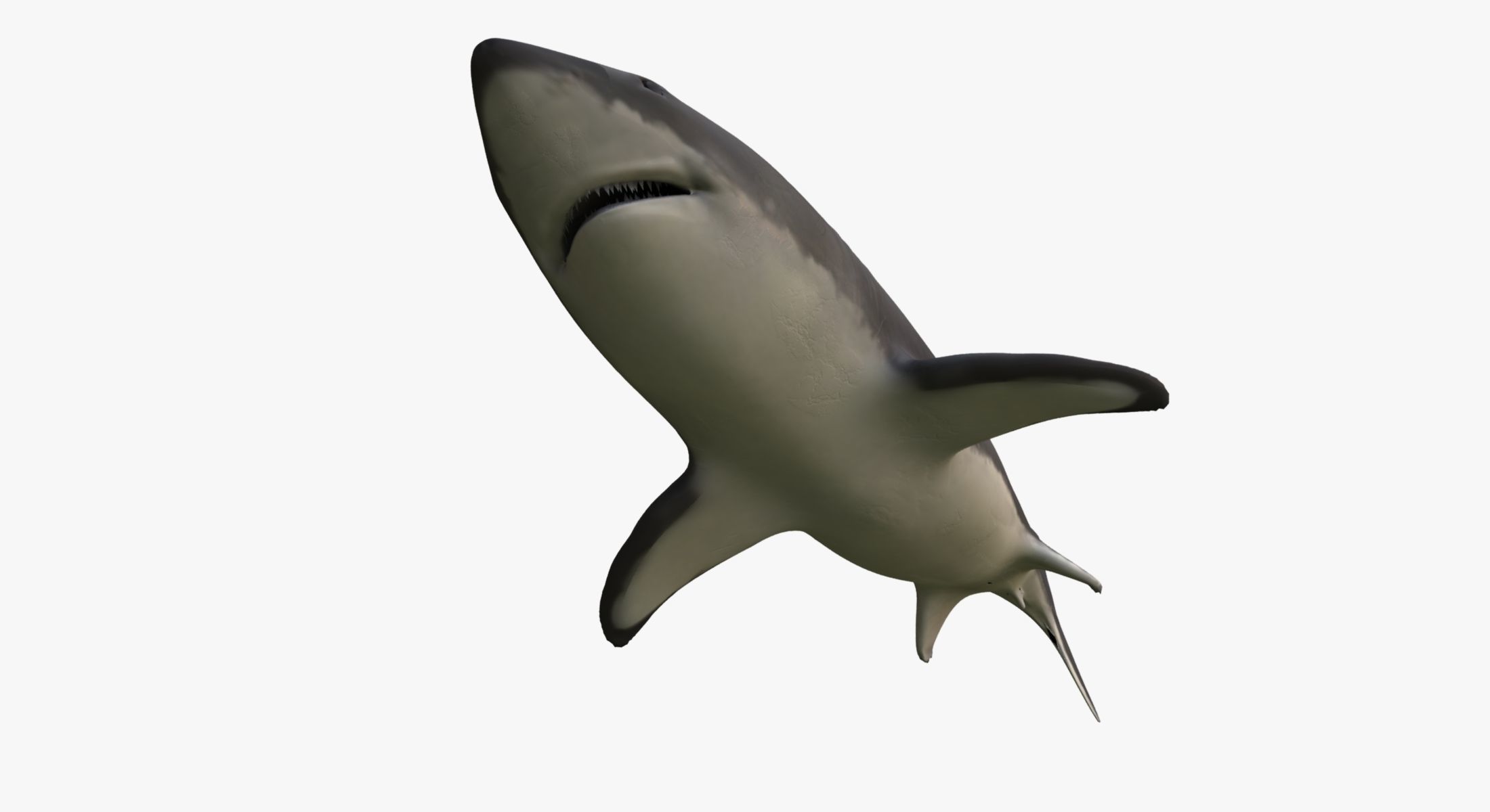 Great White Shark 3D model_7