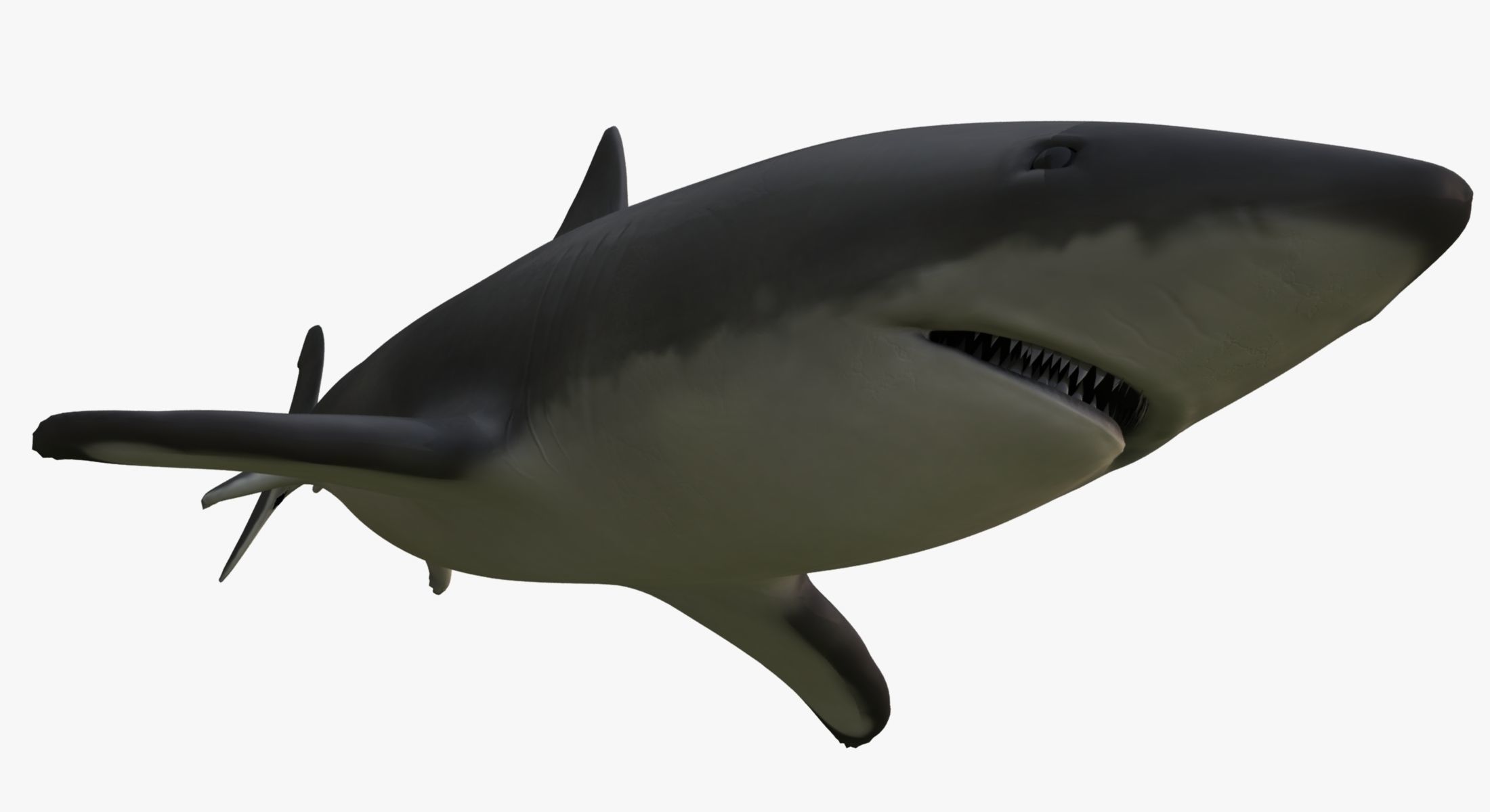 Great White Shark 3D model_8
