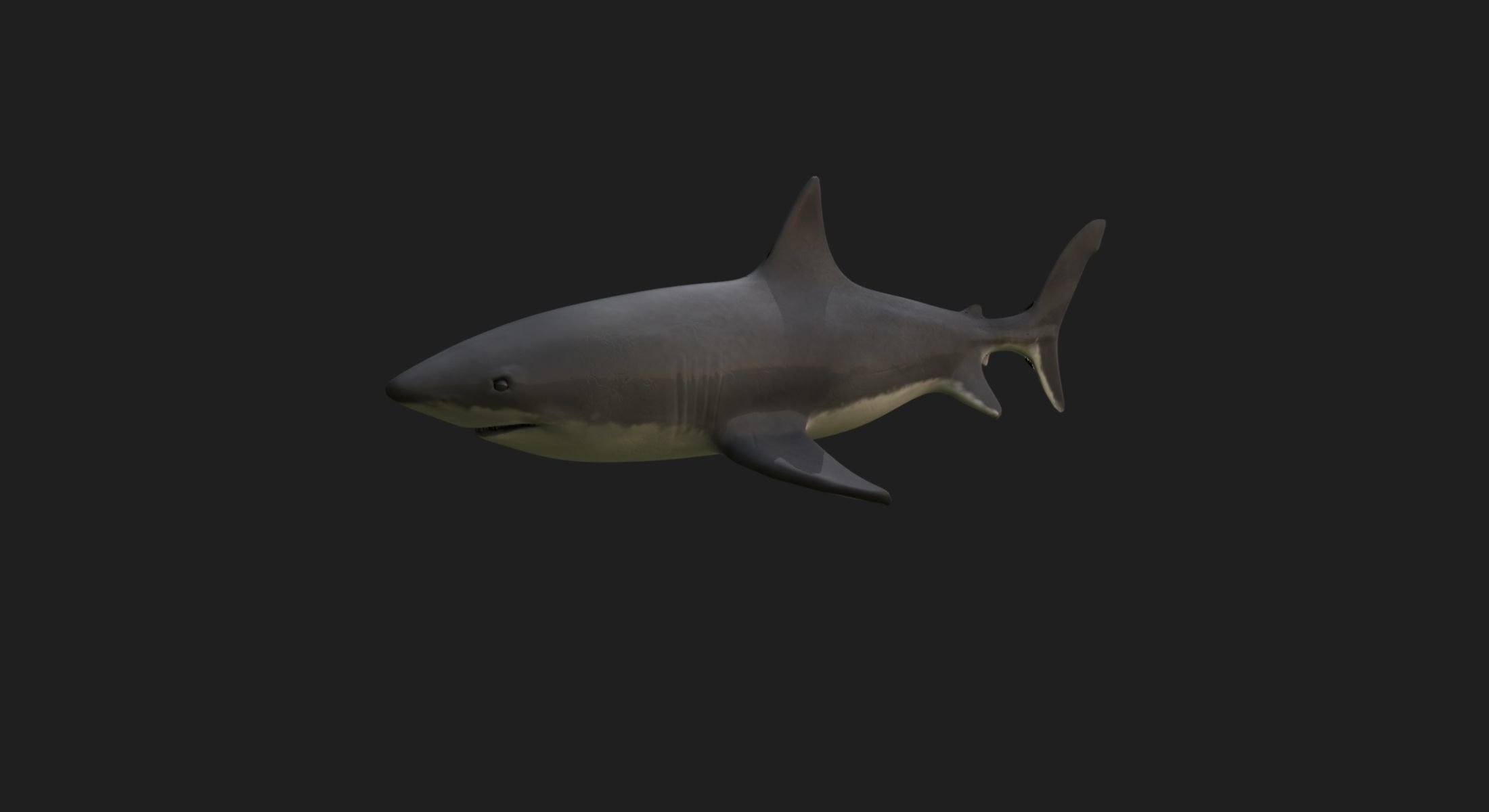 Great White Shark 3D model_1
