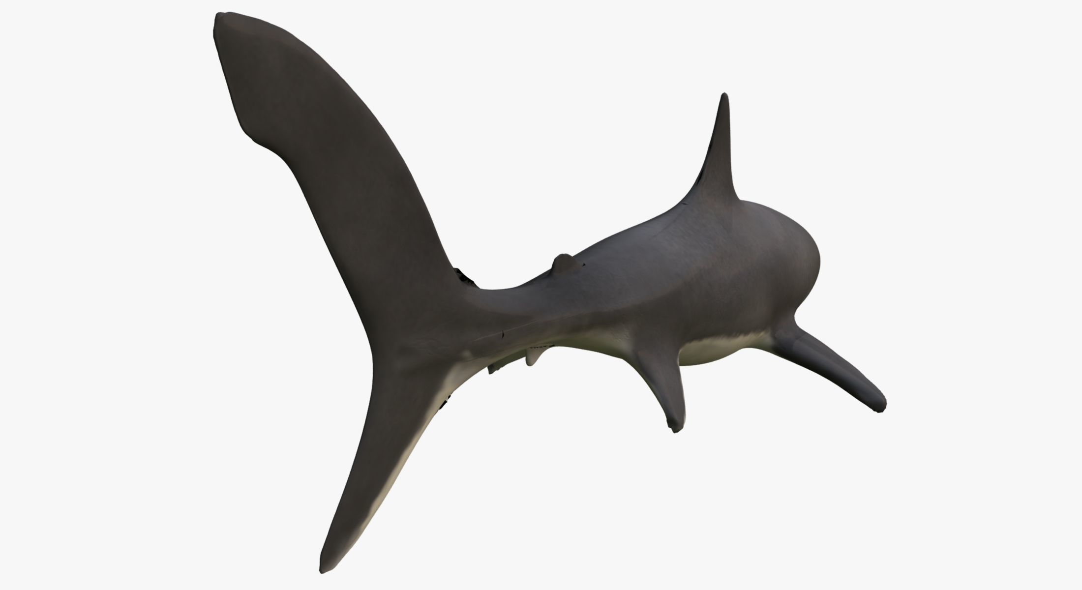 Great White Shark 3D model_5