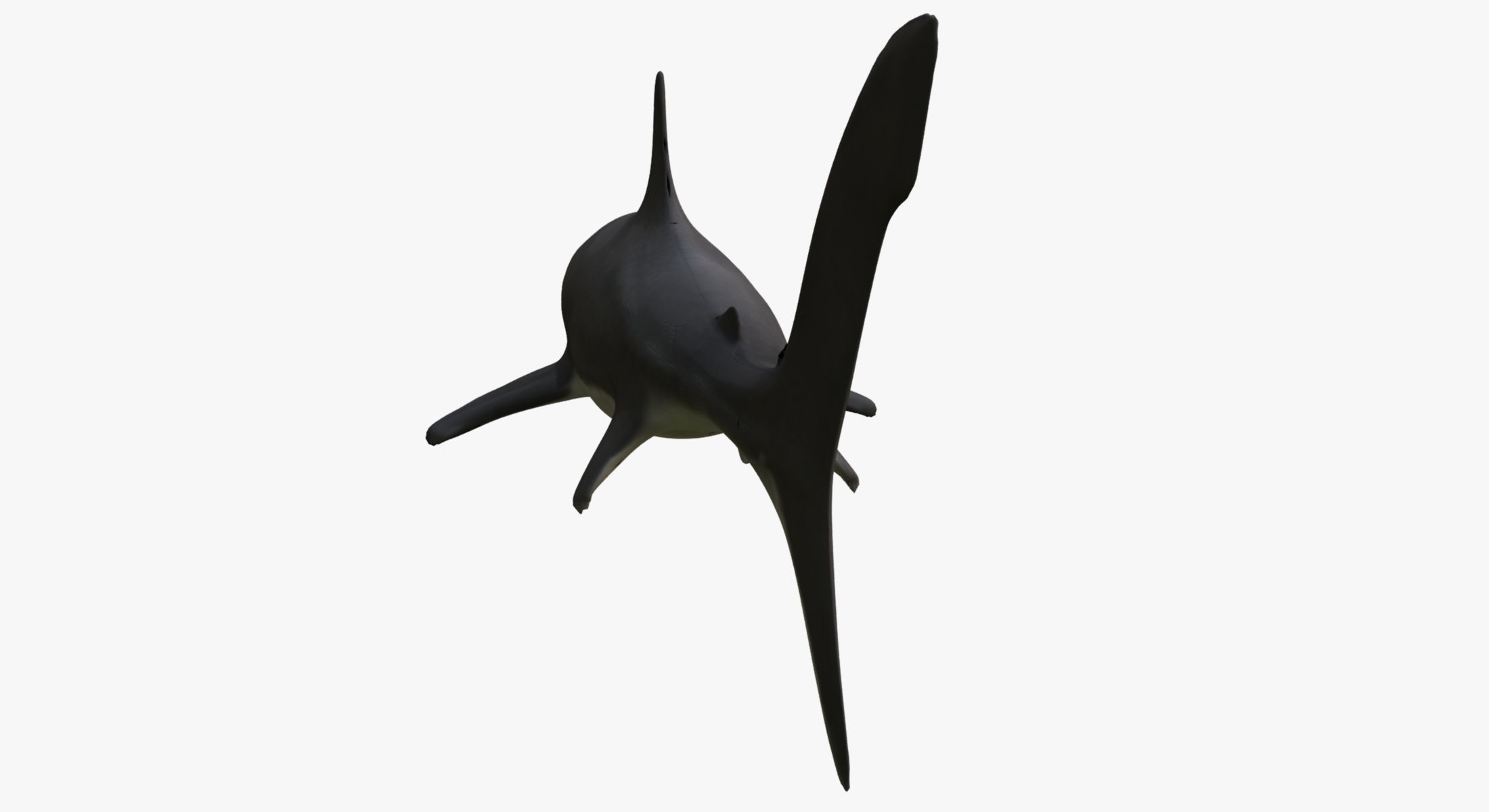 Great White Shark 3D model_4