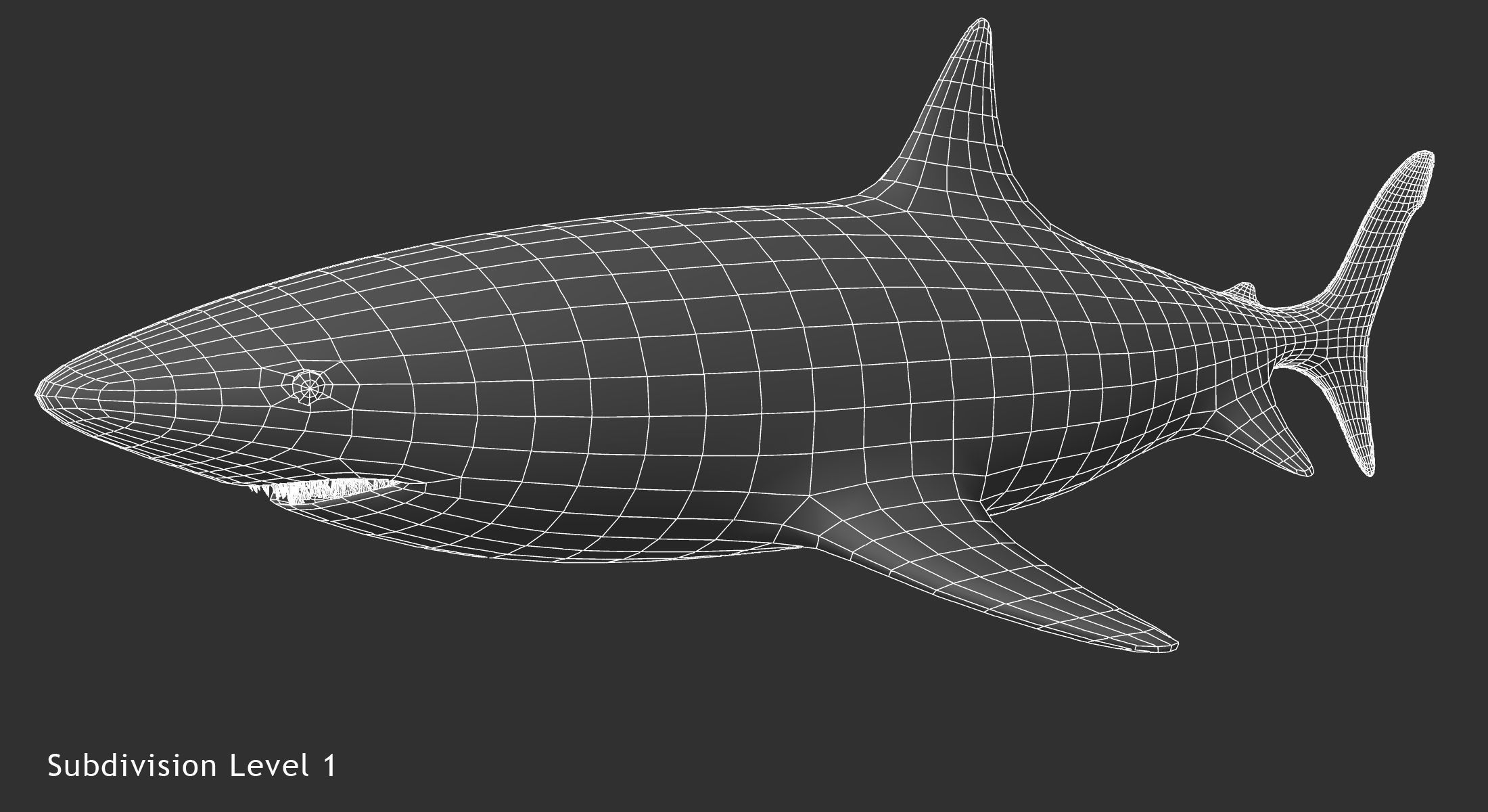 Great White Shark 3D model_11