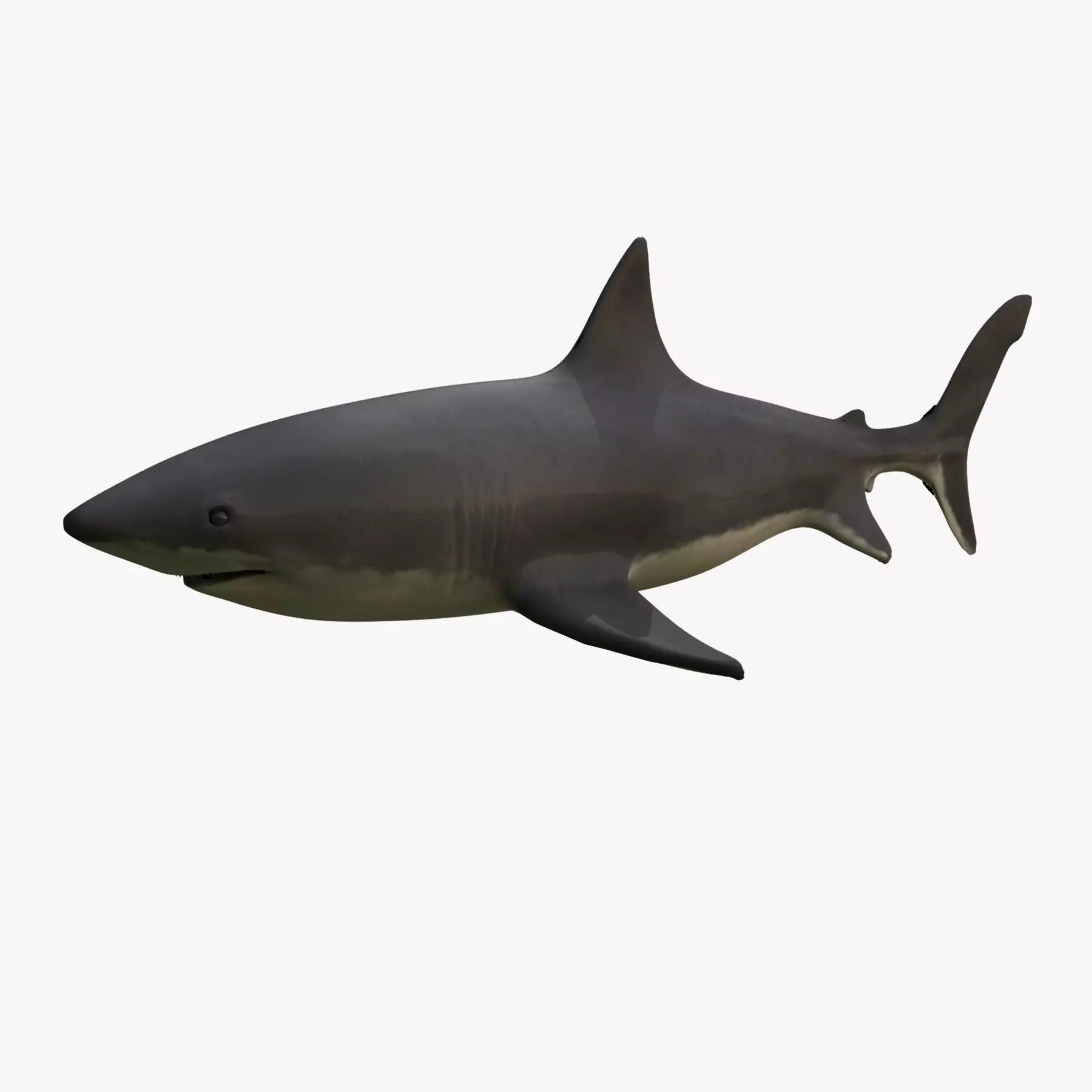 Great White Shark 3D model_0