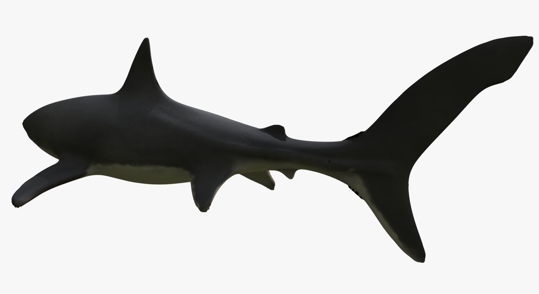 Great White Shark 3D model_3