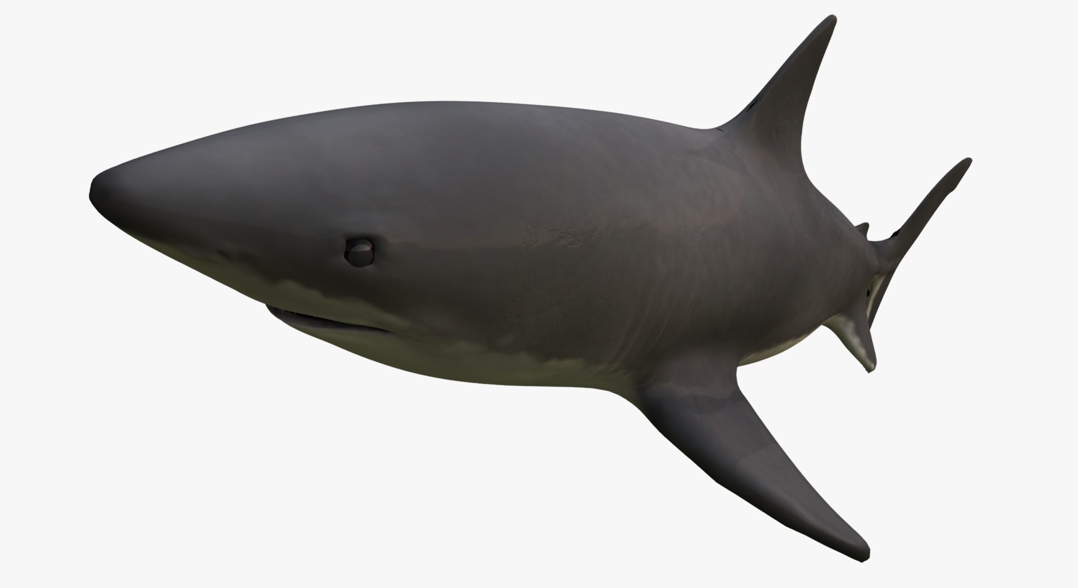 Great White Shark 3D model_2