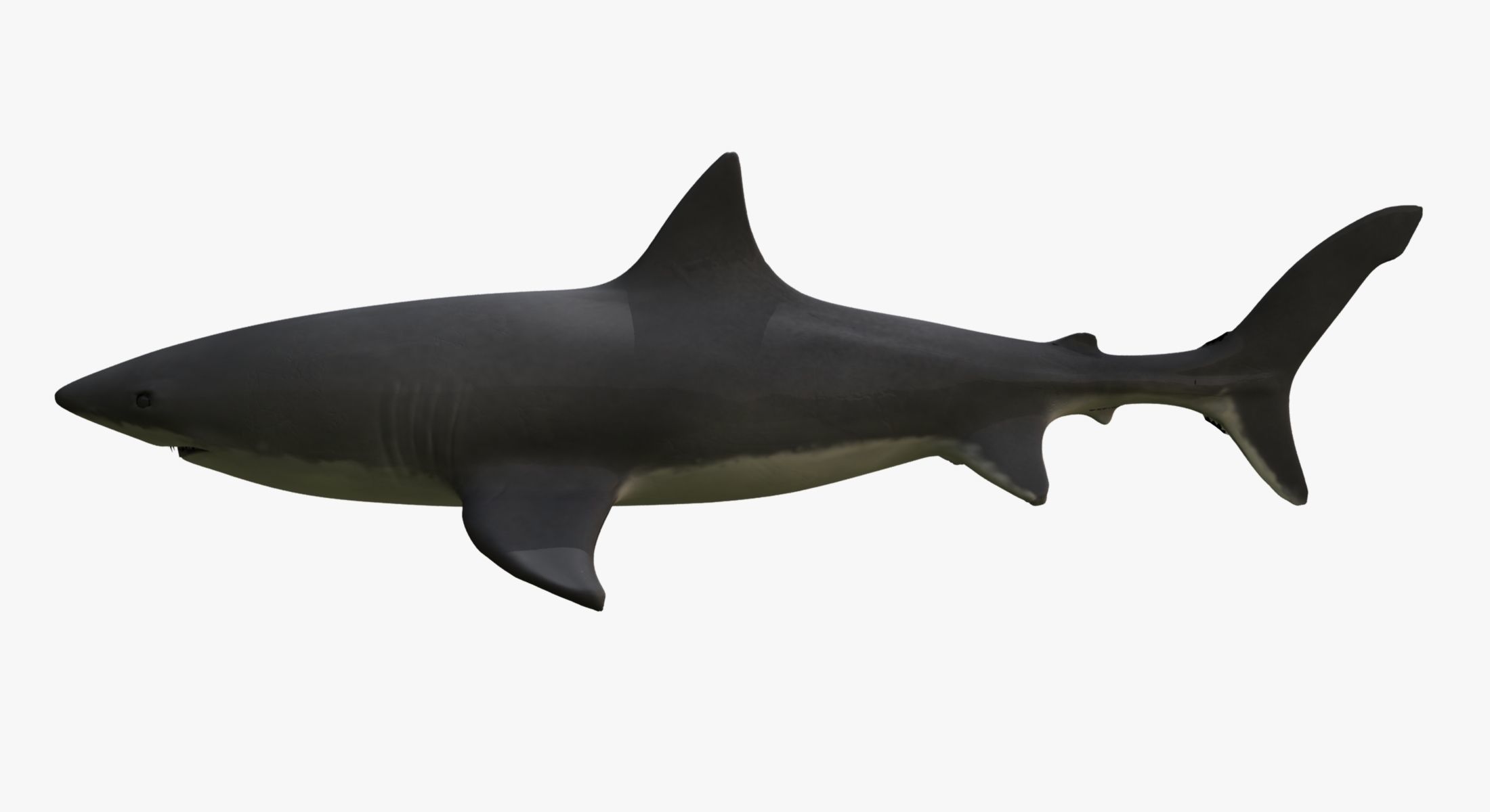Great White Shark 3D model_6