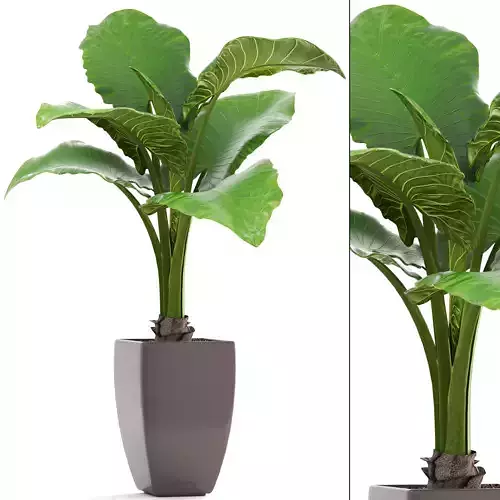 Alocasia macrorrhiza 3D model