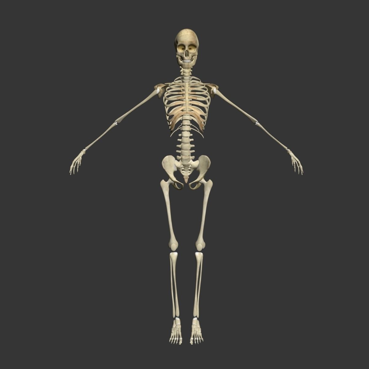 Female with Skeleton 3DSmax 3D model_3