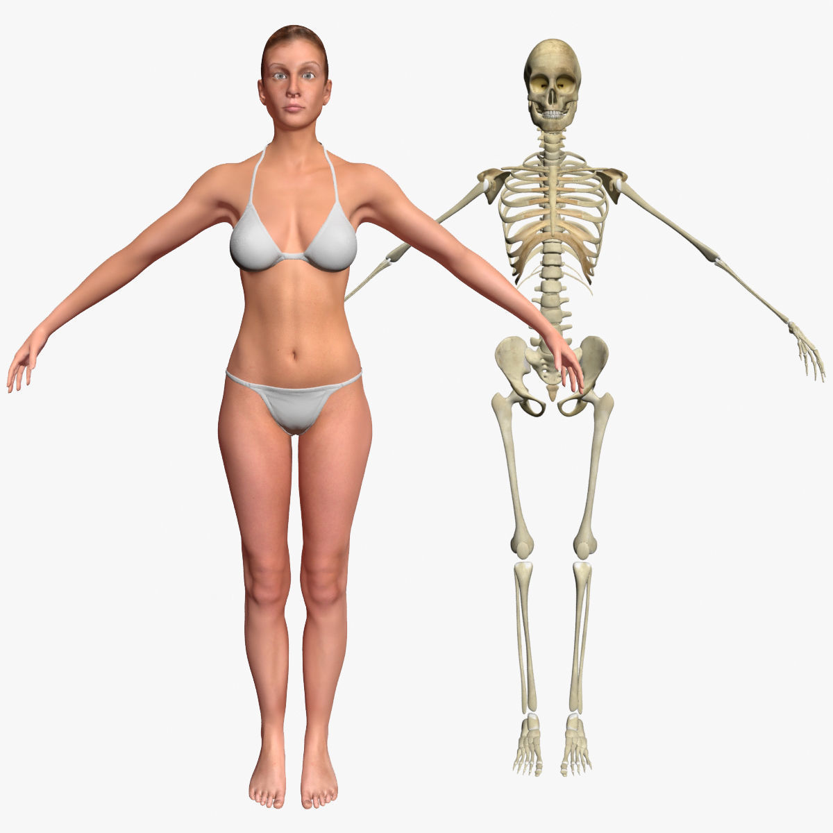 Female with Skeleton 3DSmax 3D model_1