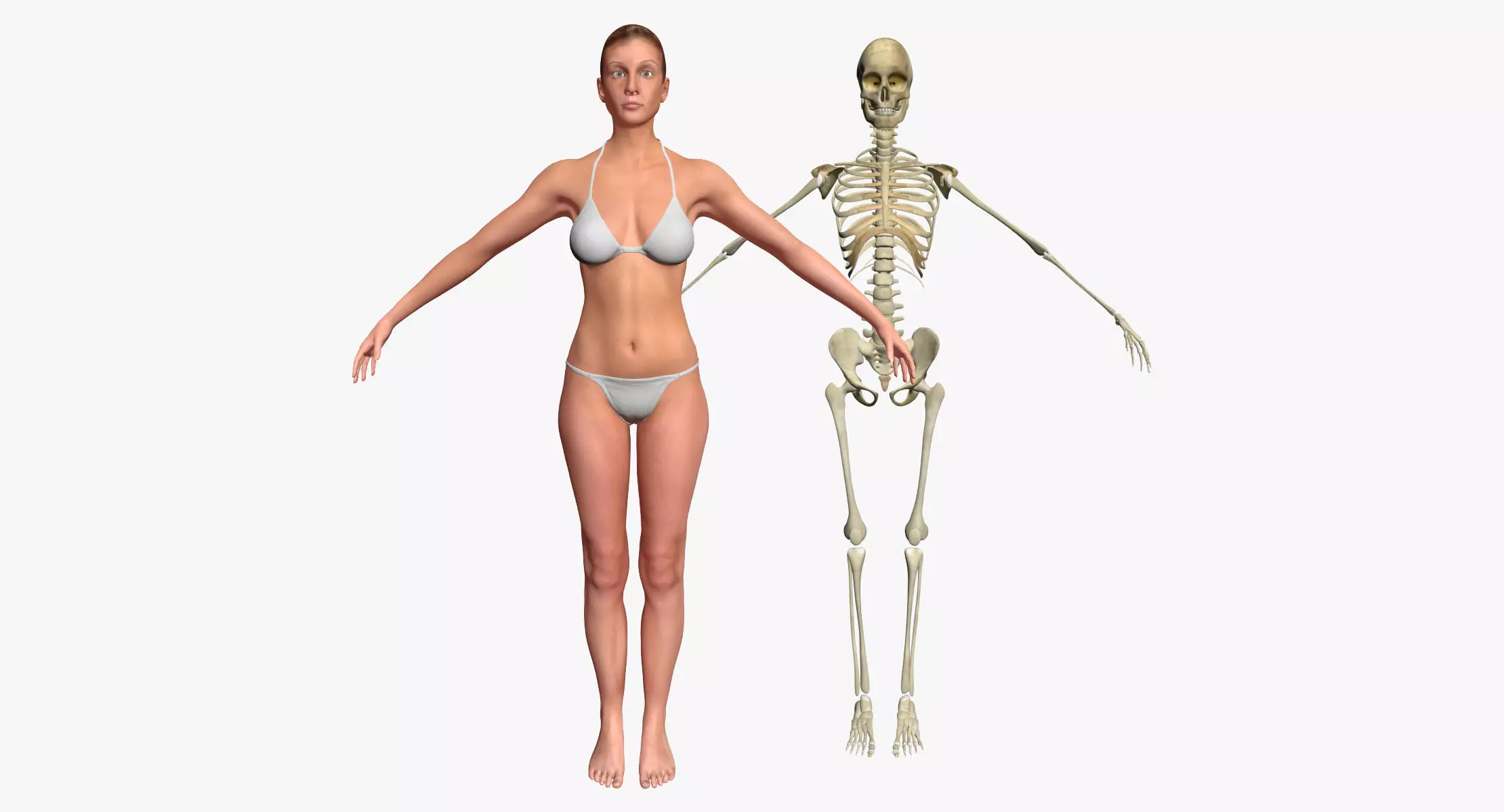 Female with Skeleton 3DSmax 3D model_0