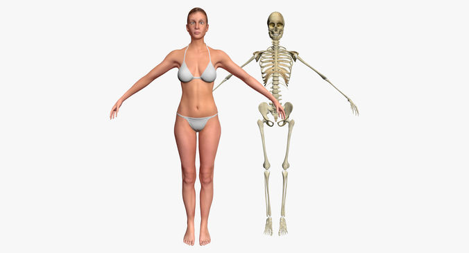 Female with Skeleton 3DSmax 3D model