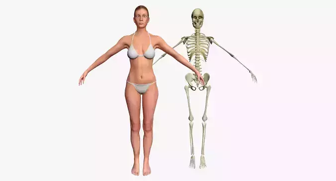 Female with Skeleton 3DSmax 3D model