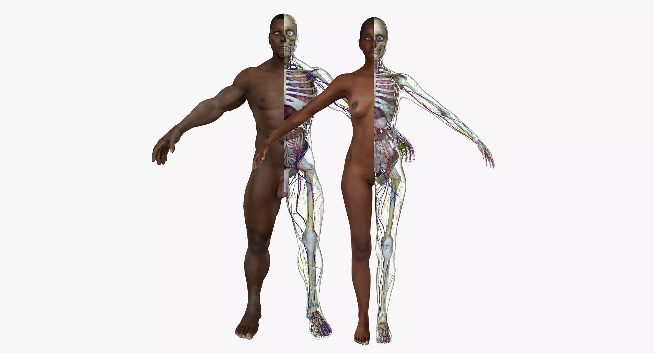 Full Body African American Anatomy Collection 3D model