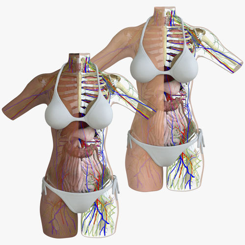Full Female Torso Anatomy Composition 3D model