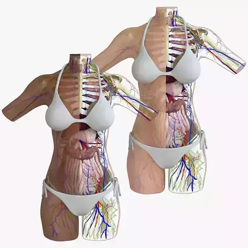 Full Female Torso Anatomy Composition 3D model
