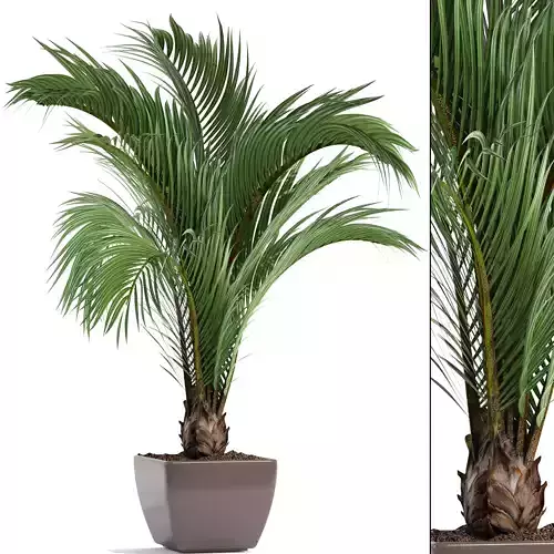 Hedyscepe canterburyana palm in pot