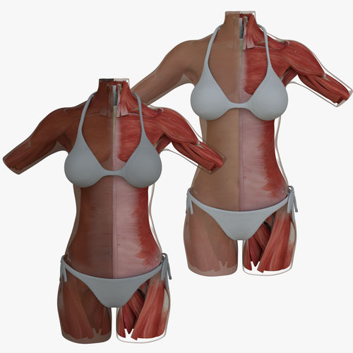Woman Torso Muscle Anatomy 3D model