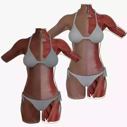 Woman Torso Muscle Anatomy 3D model