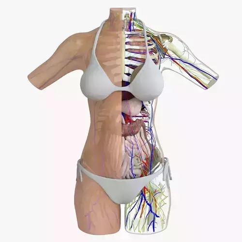 Woman Torso Anatomy