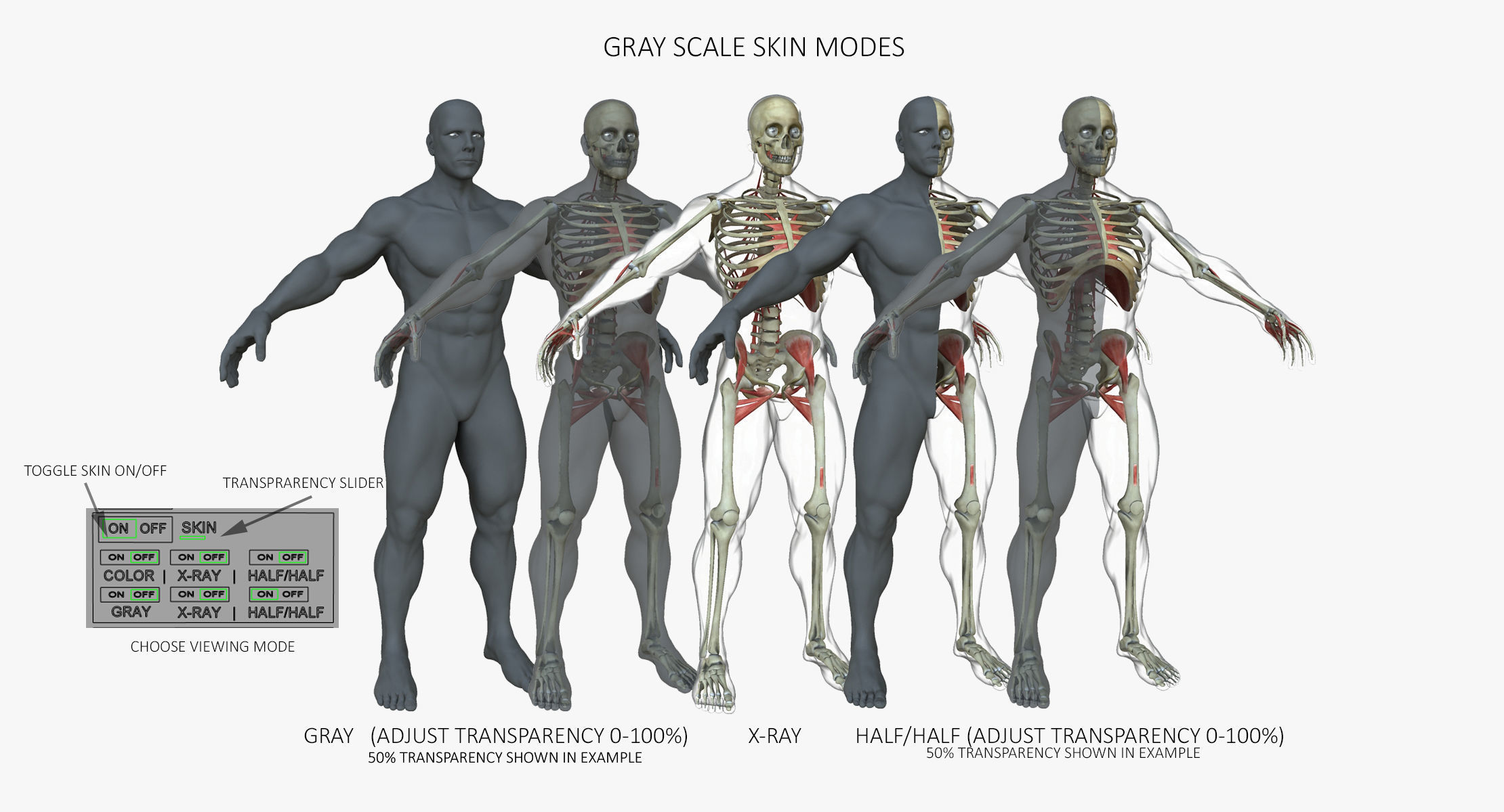 Full Body Anatomy Collection 3D model_11