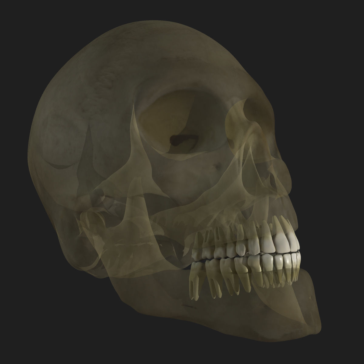 Full Body Anatomy Collection 3D model_61