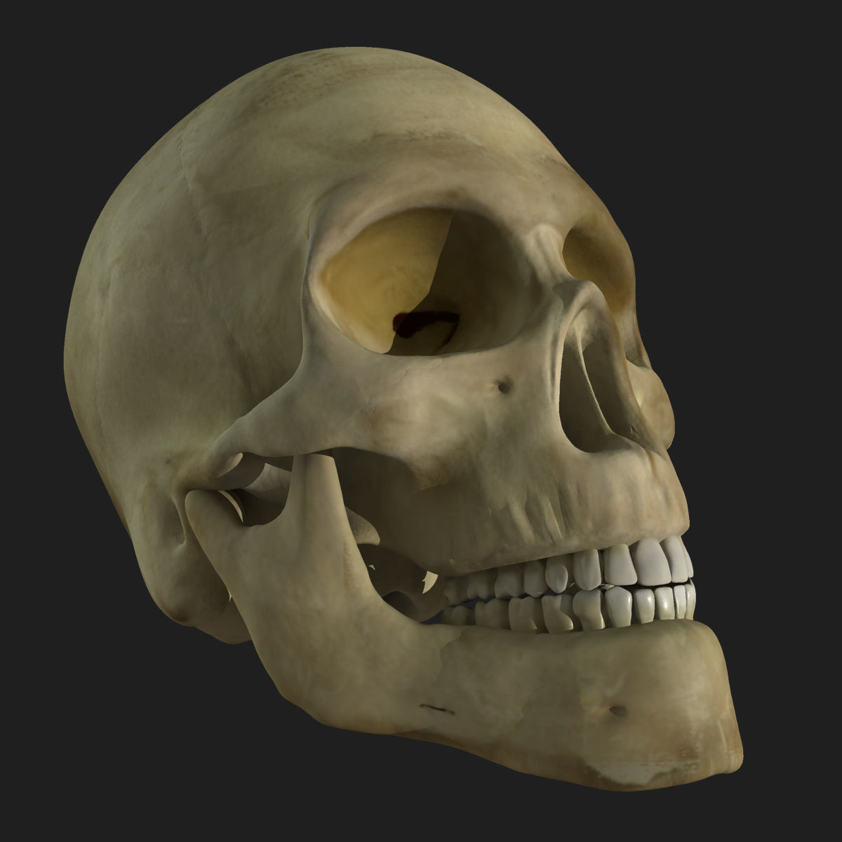 Full Body Anatomy Collection 3D model_60