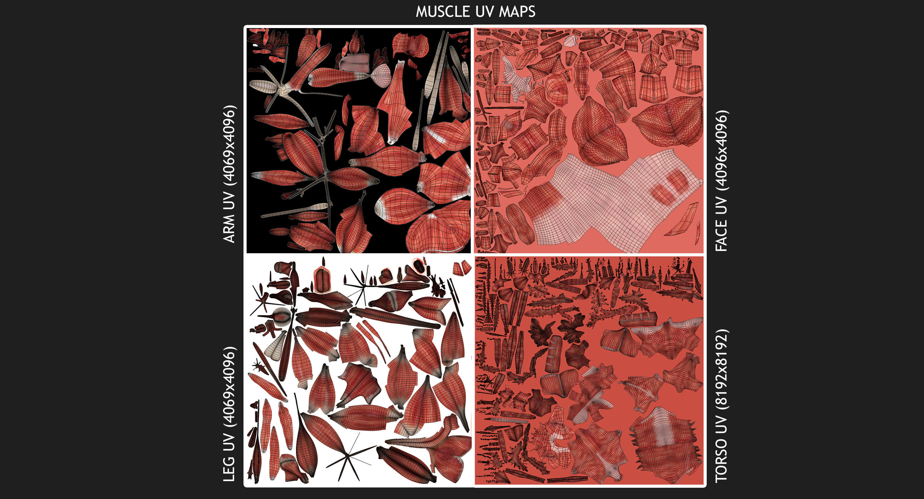 Full Body Anatomy Collection 3D model_73