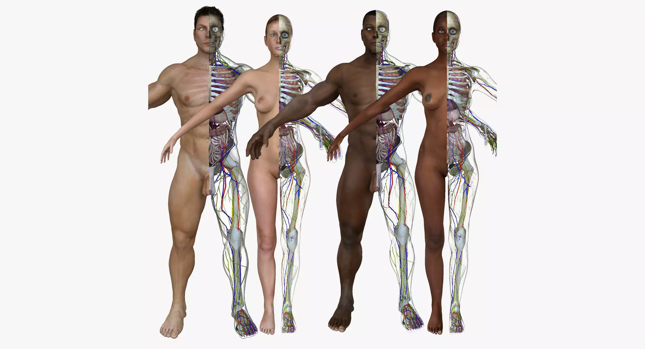 Full Body Anatomy Collection 3D model_0