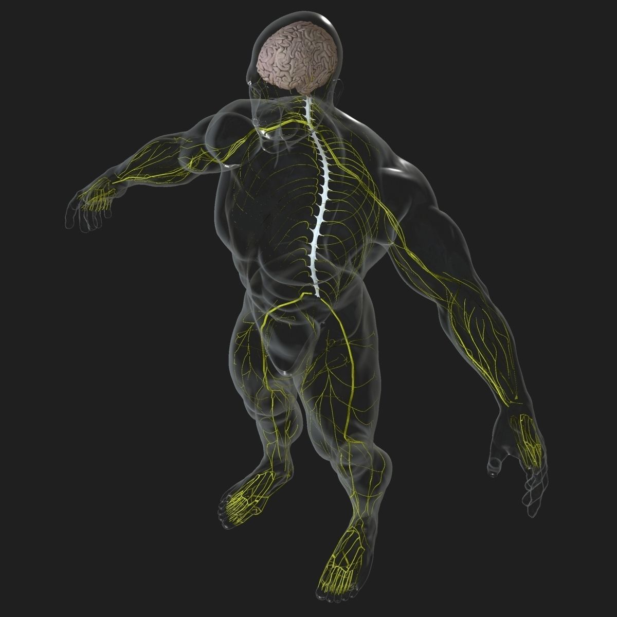 Full Body Anatomy Collection 3D model_43