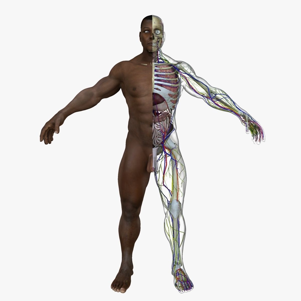Full Body Anatomy Collection 3D model_28