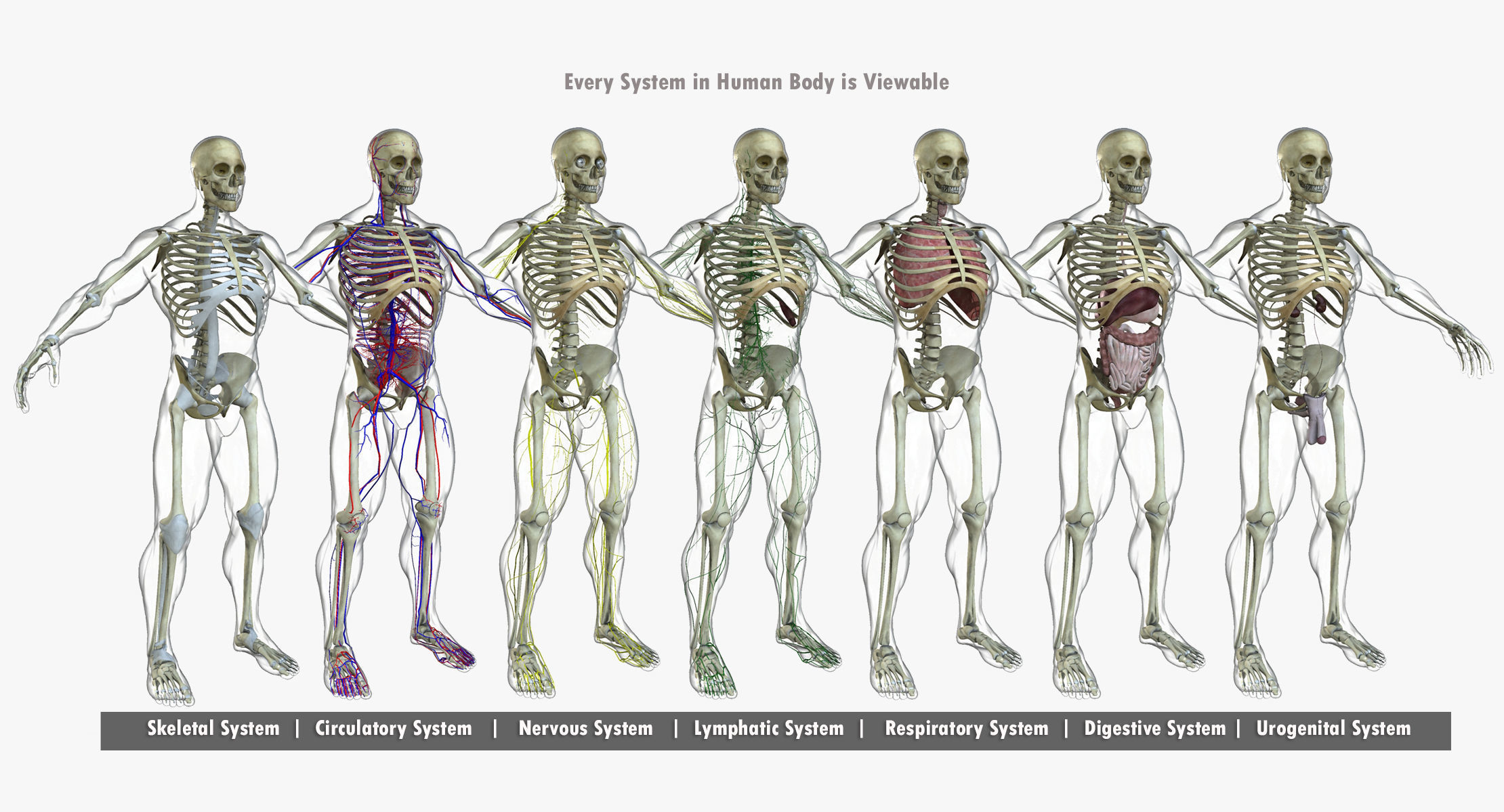 Full Body Anatomy Collection 3D model_2