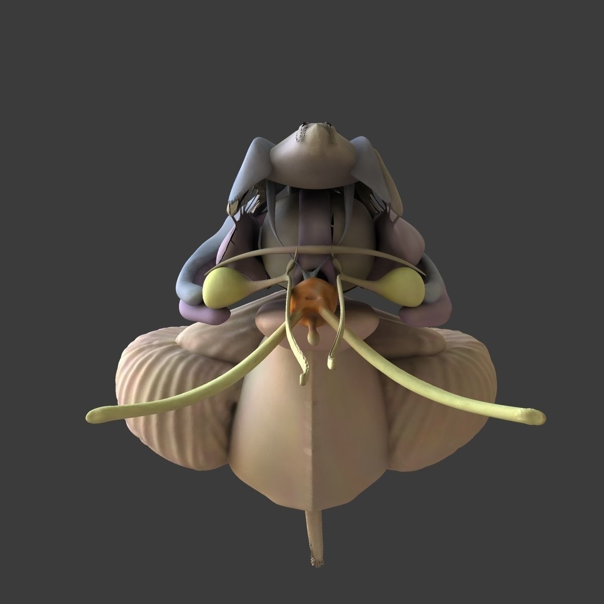 Full Body Anatomy Collection 3D model_54