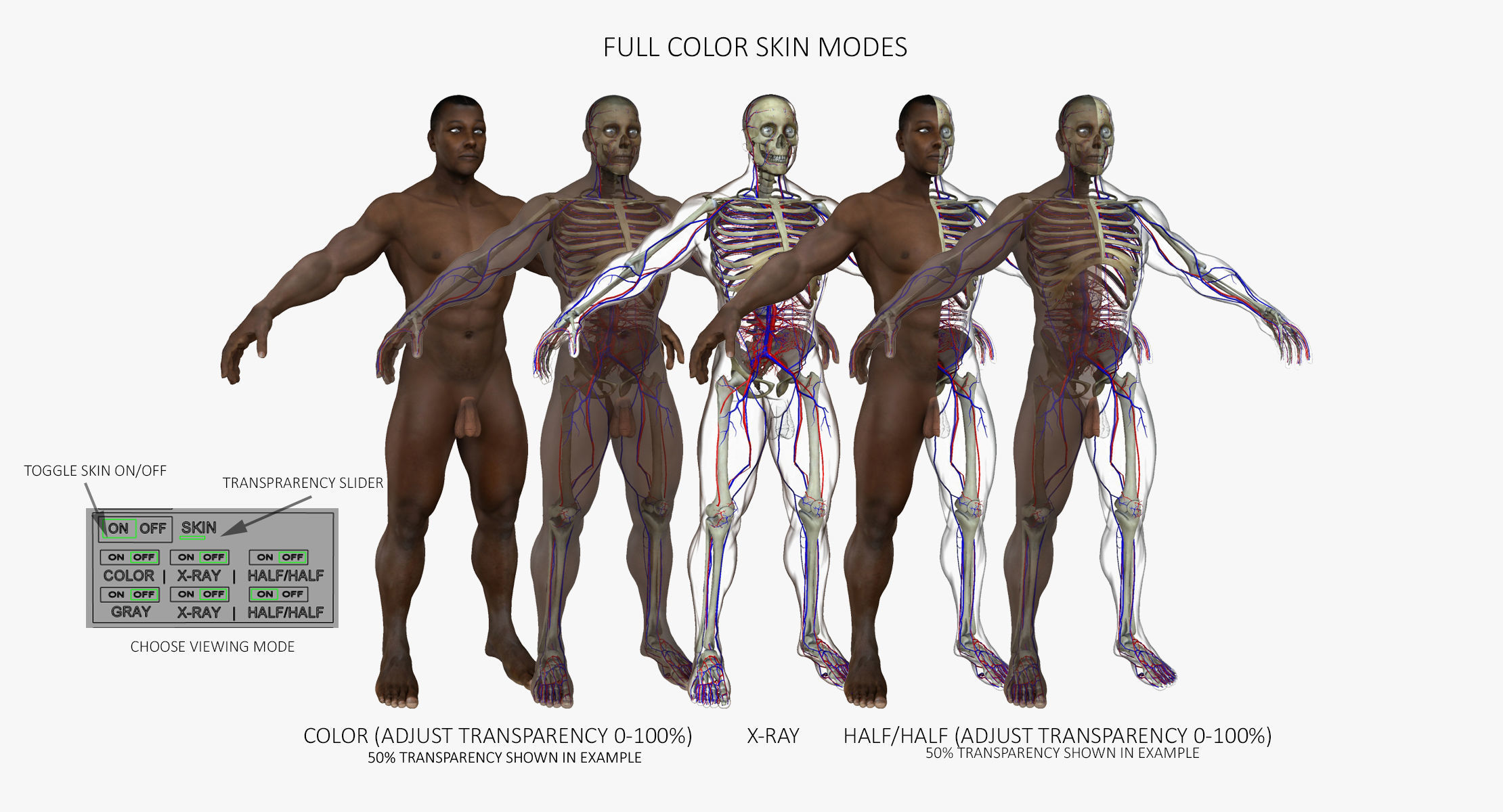 Full Body Anatomy Collection 3D model_3