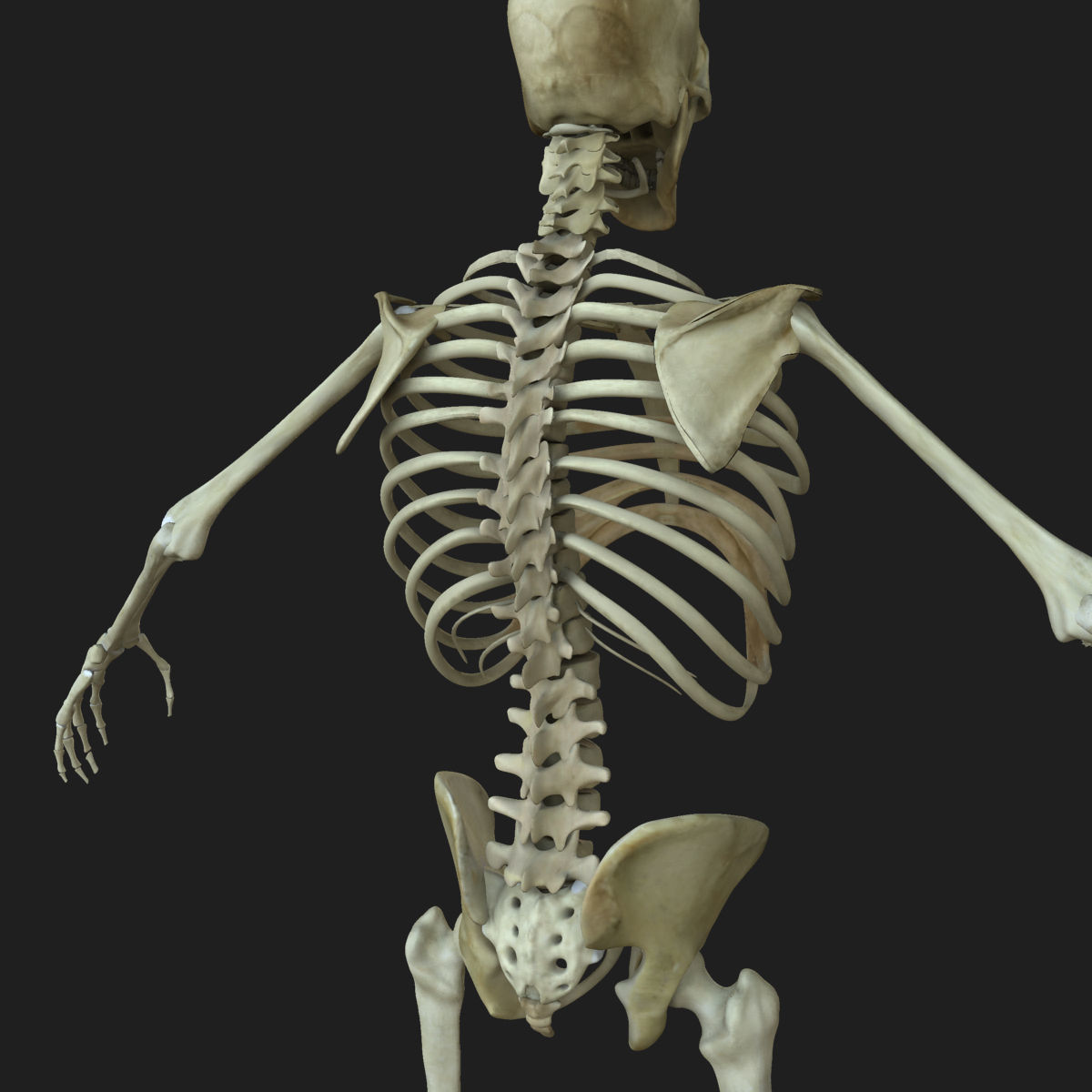 Full Body Anatomy Collection 3D model_59
