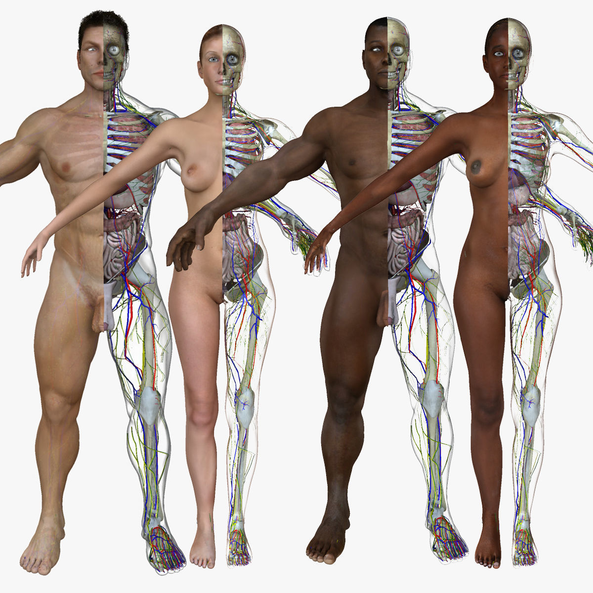 Full Body Anatomy Collection 3D model_1